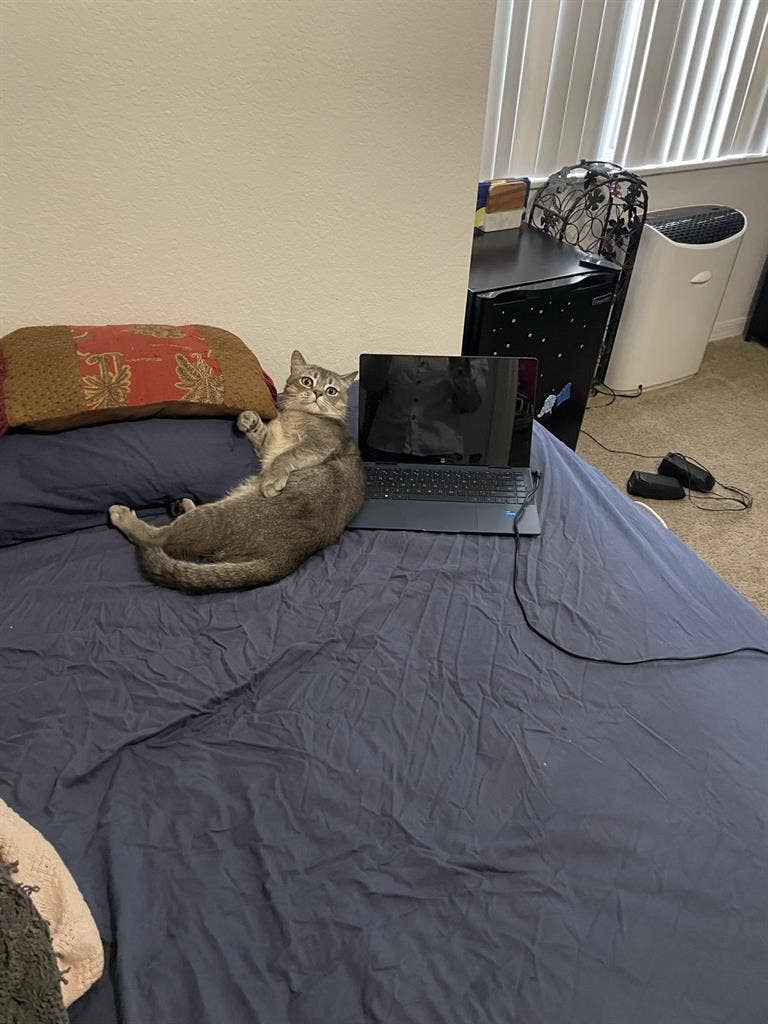 Looking female roommate sublet