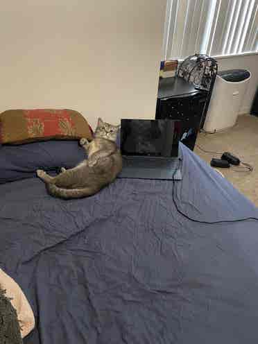 Looking female roommate sublet