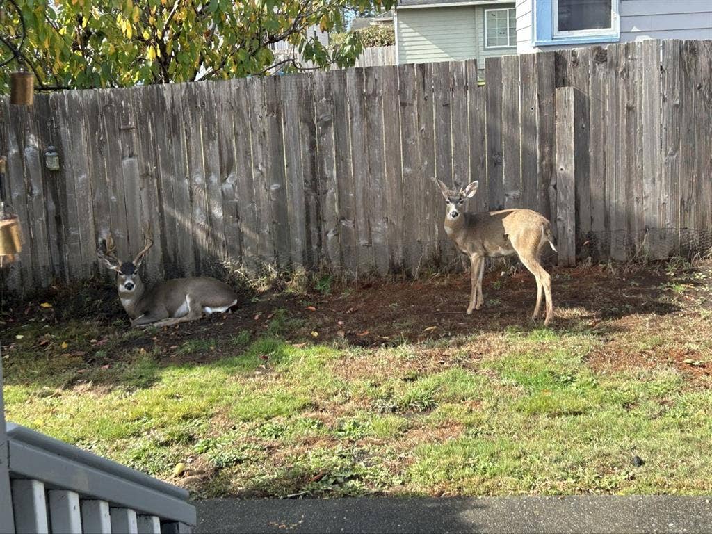 Quiet family culdesac