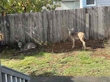 Quiet family culdesac
