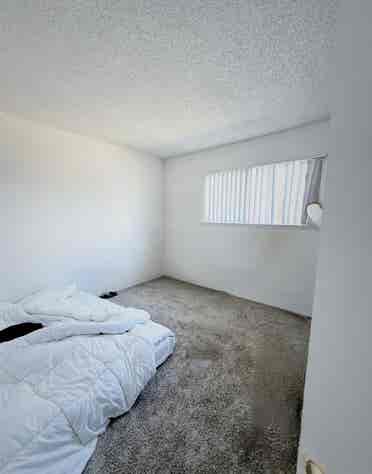 Looking for a roommate