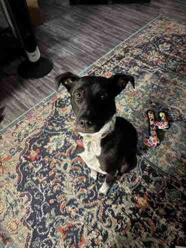 Roommate to share apartment