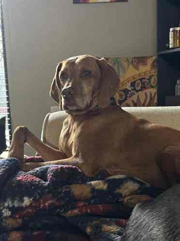 Roommate to share apartment