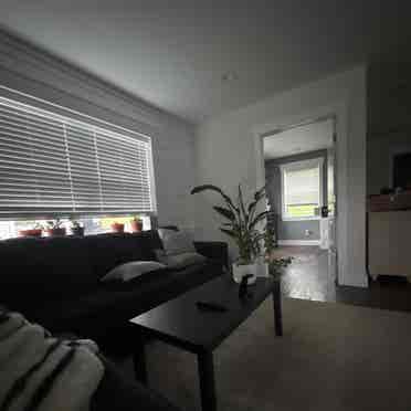 Looking for a roommate