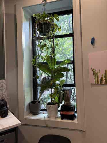 1bedroom apartment in Crown Heights