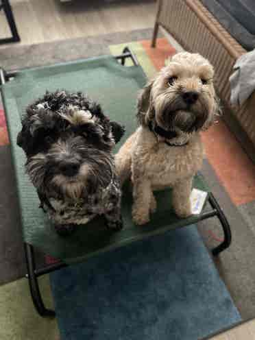 Roommate, I have 2 small dogs!
