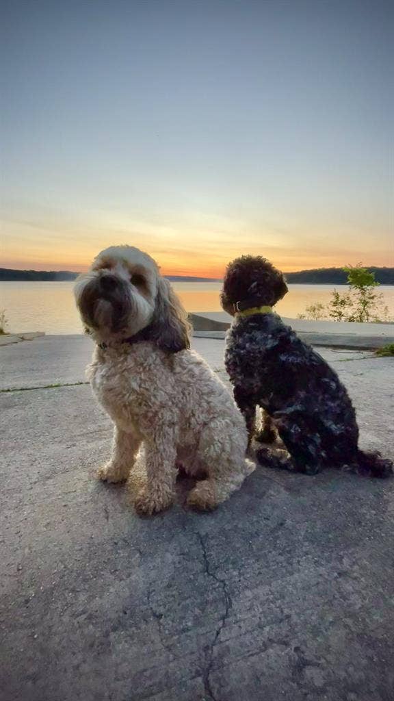 Roommate, I have 2 small dogs!