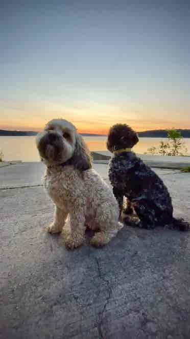 Roommate, I have 2 small dogs!
