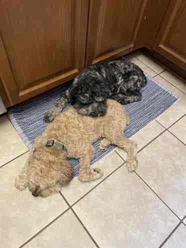 Roommate, I have 2 small dogs!