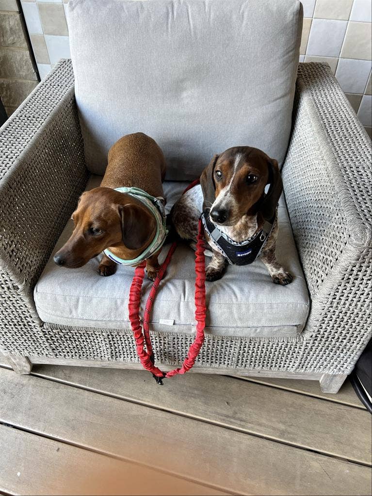 Female roommate, ABP, NW Austin