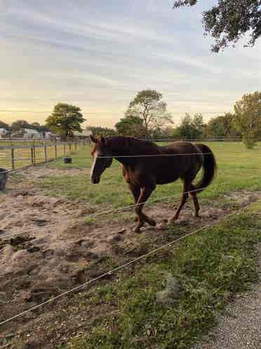 Quiet roommate on a horse property