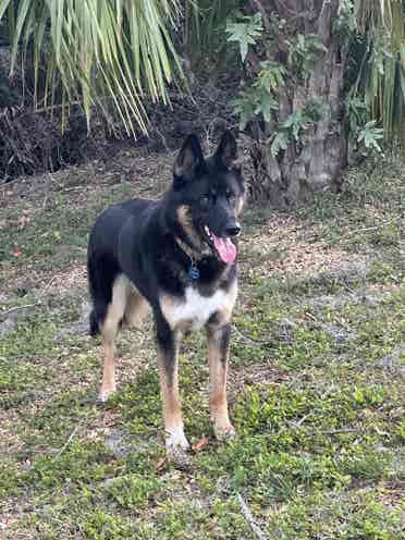 Room for rent in Pinellas Park home