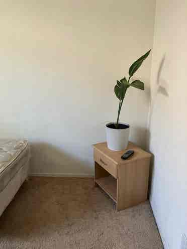 Looking for Roommate-Chandler