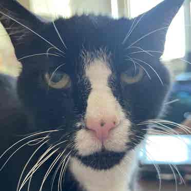 Human with cat seeks 2 roommates