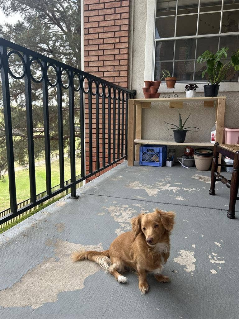 Roommate needed!