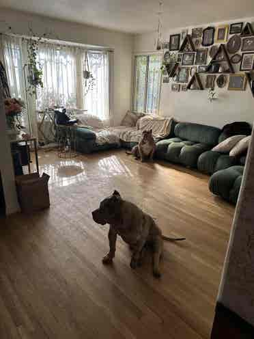 Looking for a roommate