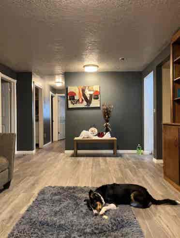 Looking for a clean roommate !