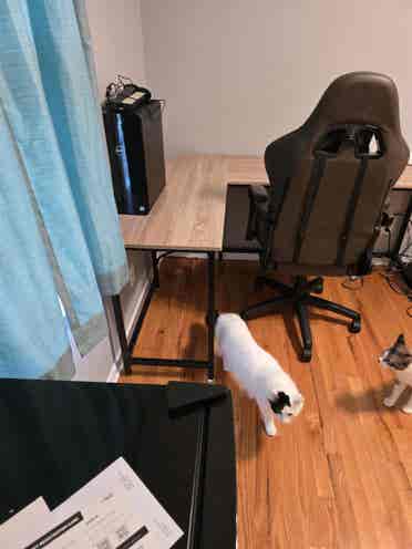 Nerds preferred. Cats included.