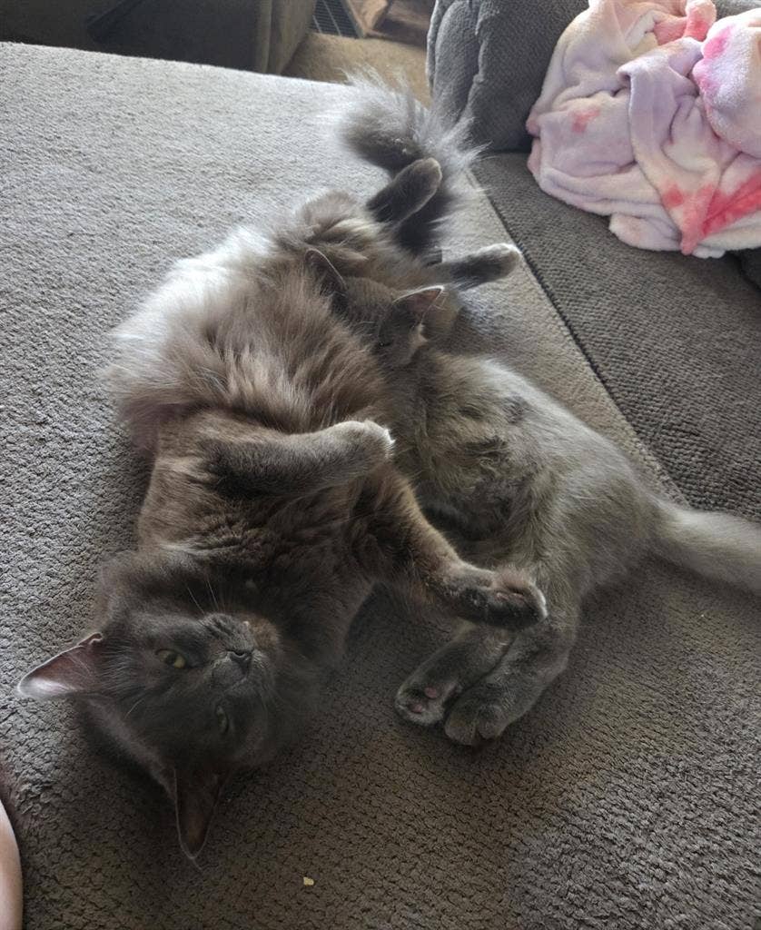 Roommate needed!