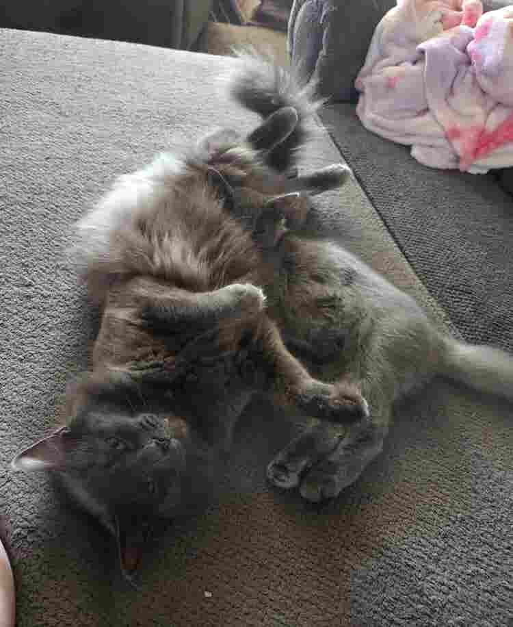 Roommate needed!