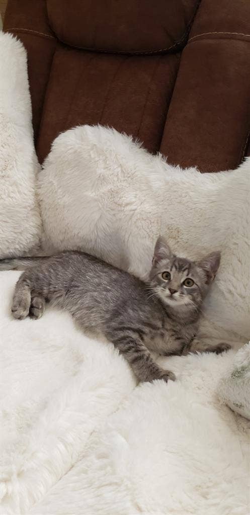 Furnished room for rent ASAP!