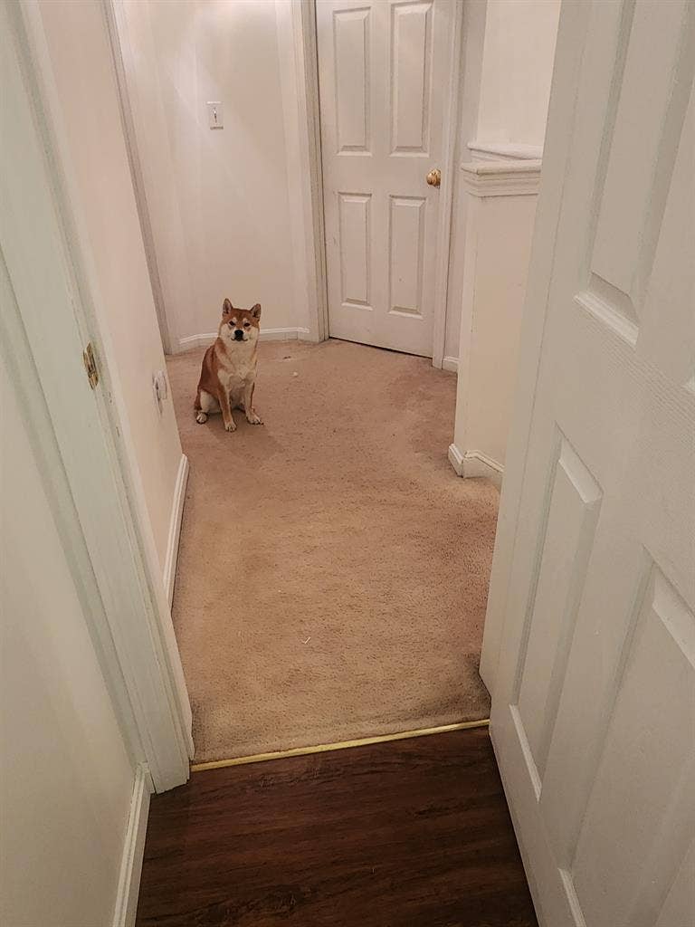 Looking for a roommate