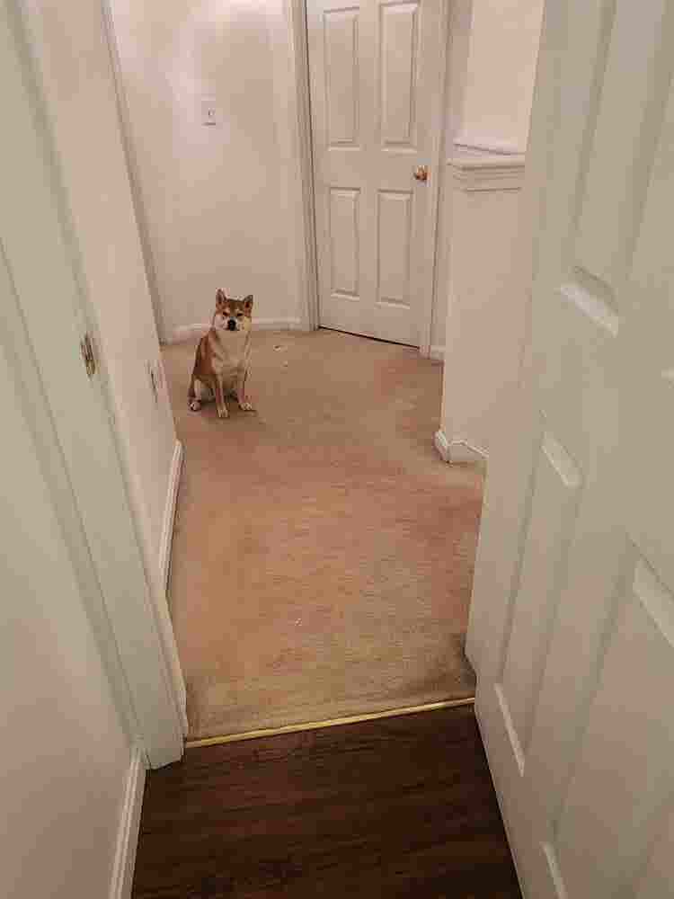 Looking for a roommate