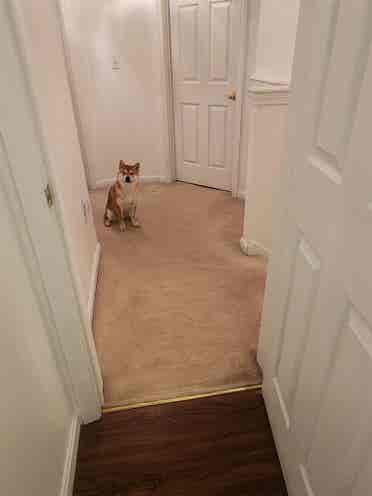 Looking for a roommate