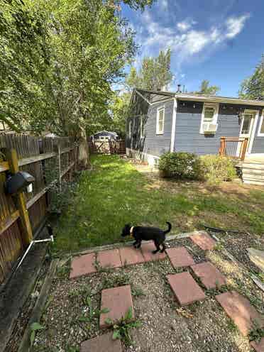 NEED ROOMMATE GREAT HOUSE NEAR CSU