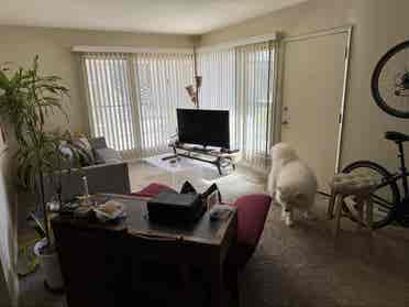 Room for rent in Belmont Heights