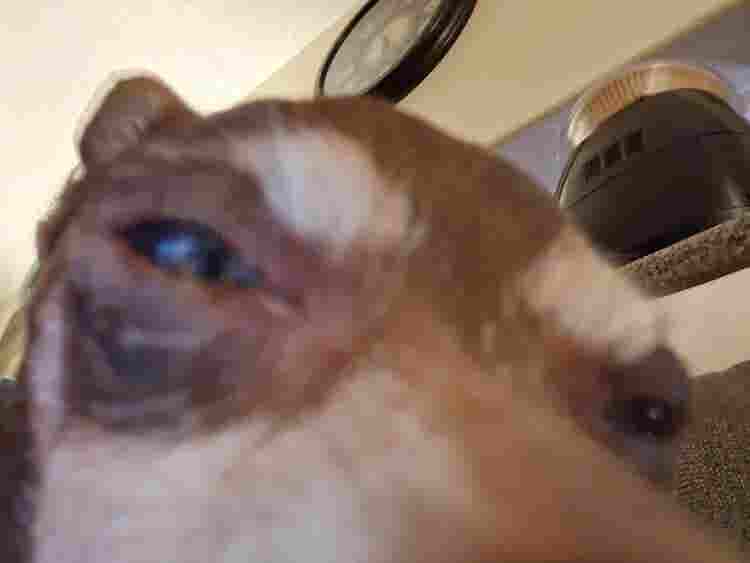 Roommate needed for November
