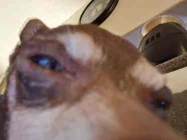 Roommate needed for November