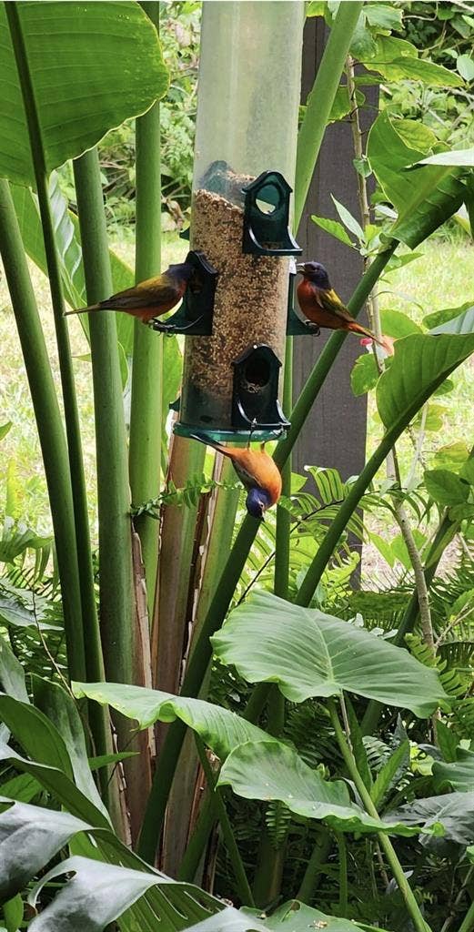 Very Nice Tropical Paradise Home