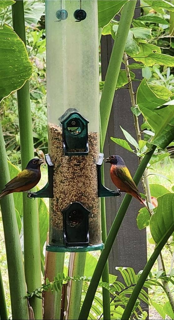 Very Nice Tropical Paradise Home