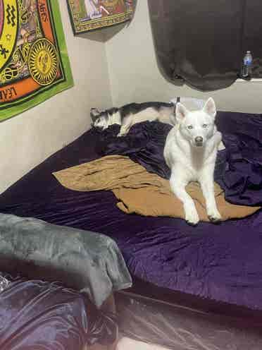 Nice room in Allapattah Miami fl