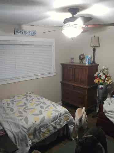 Room available for rent