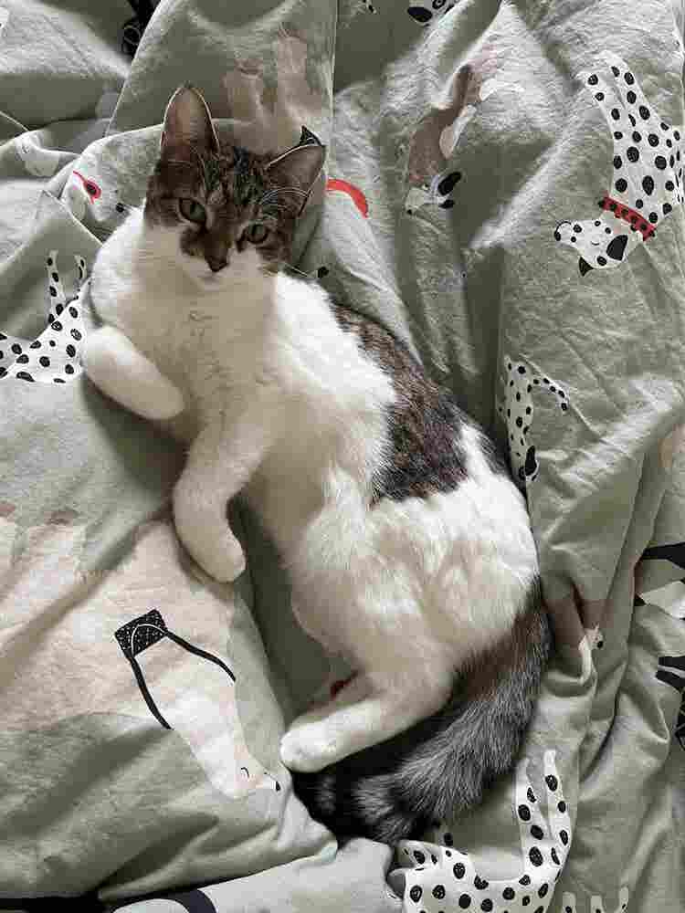 artist and cat seeking housemate