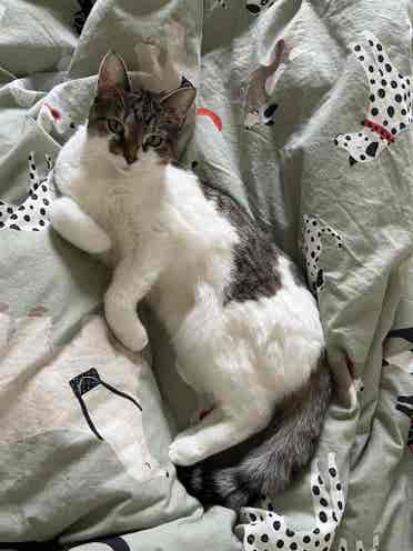 artist and cat seeking housemate