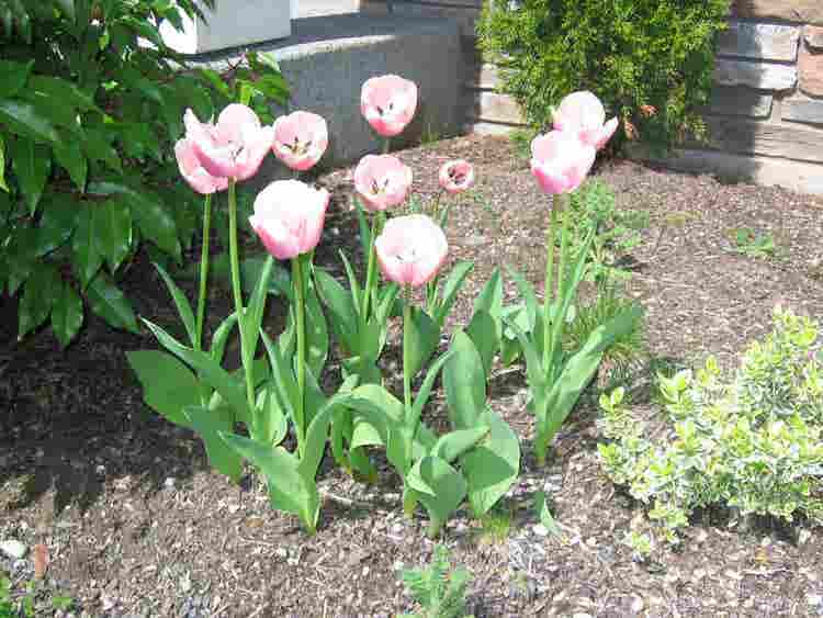 Furnished Room in Issaquah for
