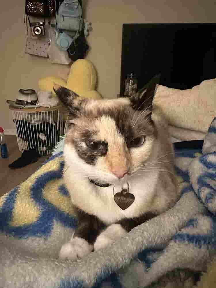 URGENTLY LOOKING FOR NEW ROOMMATE