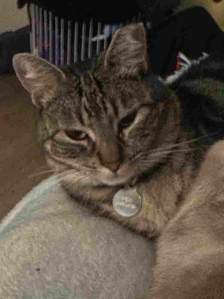 URGENTLY LOOKING FOR NEW ROOMMATE