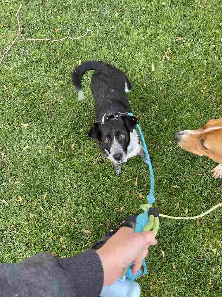 Cheap rent for help with doggos