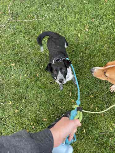 Cheap rent for help with doggos