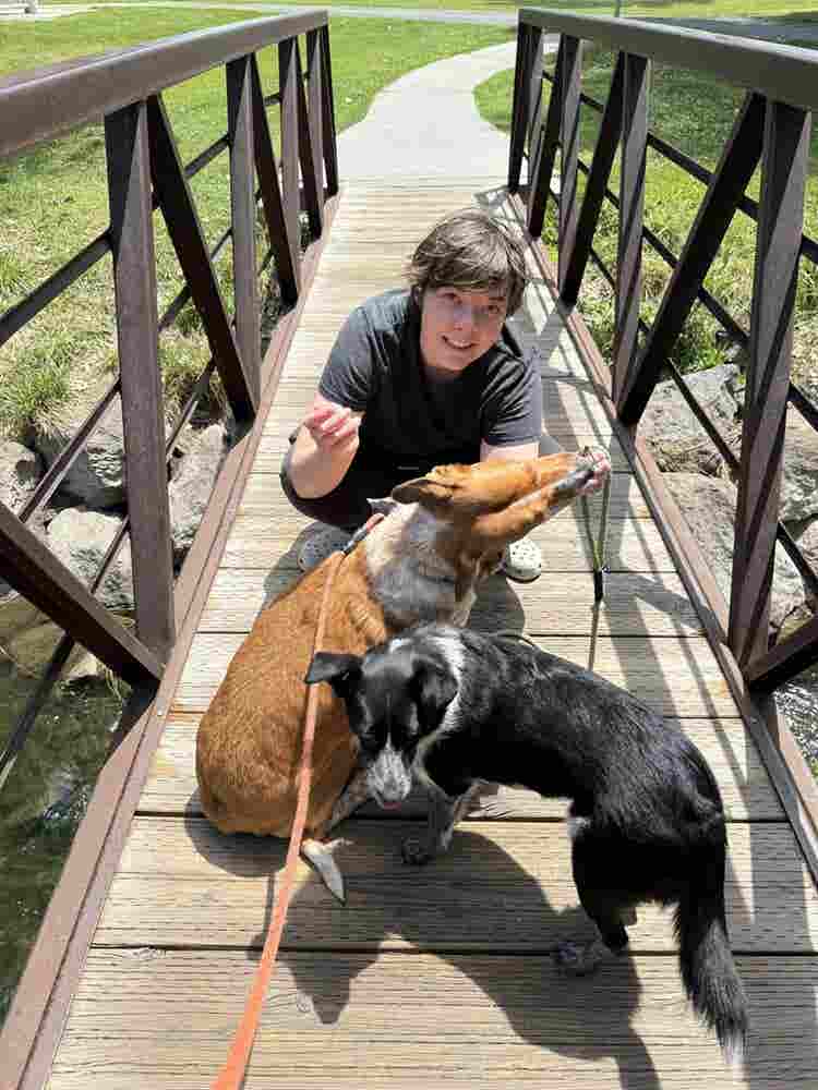 Cheap rent for help with doggos