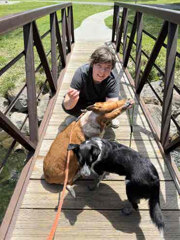 Cheap rent for help with doggos