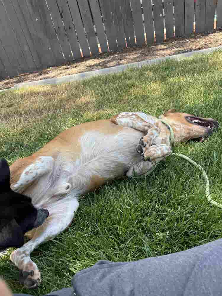 Cheap rent for help with doggos