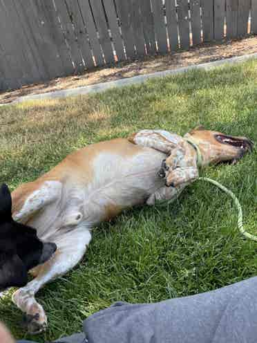 Cheap rent for help with doggos