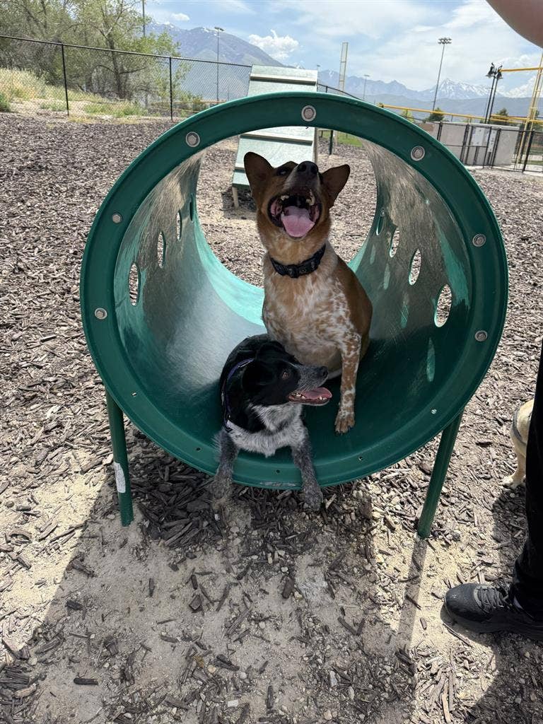 Cheap rent for help with doggos