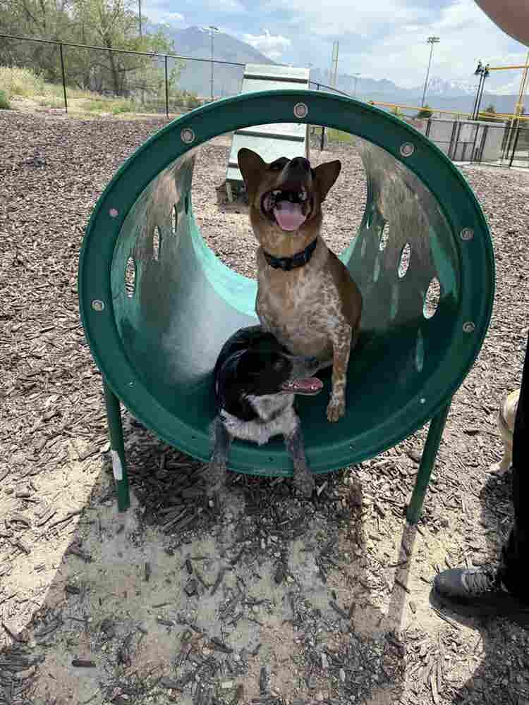 Cheap rent for help with doggos