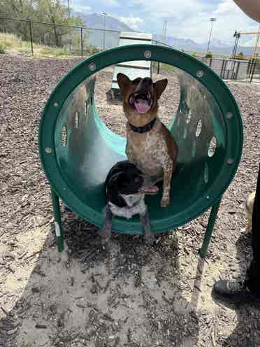 Cheap rent for help with doggos